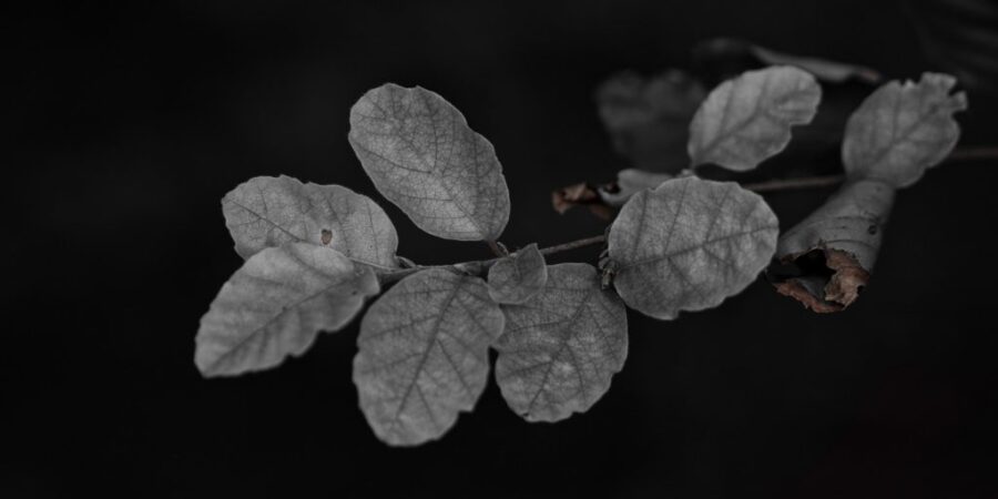 Leaves